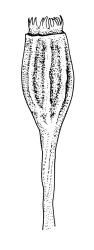 Ulota membranata, capsule, dry. Drawn from G.O.K. Sainsbury 5257, CHR 556095.
 Image: R.C. Wagstaff © Landcare Research 2017 
